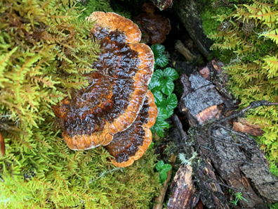 圖片關(guān)鍵詞 https://mmbiz.qpic.cn/mmbiz_png/OnRbAd1HL47bKfbWZcj9ibpGib1q1jfmZAd30giaDaXA7GlxxgOkvfs31qkP3LsCLk2x0nMYOU78I1qT0VvNIkNNQ/640?wx_fmt=png