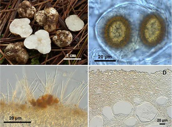 圖片關鍵詞 https://mmbiz.qpic.cn/mmbiz_jpg/OnRbAd1HL46wHKePT9jqeAiaZCvVaojNibvjpQ5Iib8nZZPb1Gh5fPh3EA9HbicY2nNaXsRBvAT7IoSSQeHs1sMzyw/640?wx_fmt=jpeg